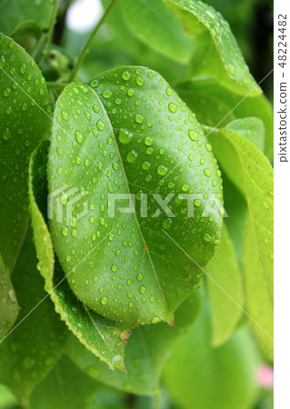 蘋果樹葉子 48224482