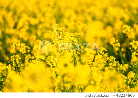 Rape blossoms · Spring image Rape blossoms · Spring image 48224600