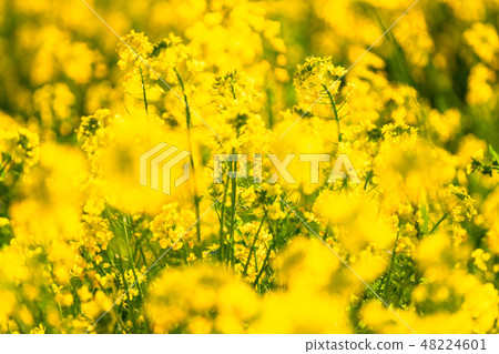 Rape blossoms · Spring image Rape blossoms · Spring image 48224601