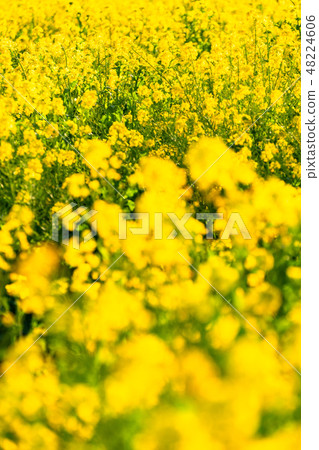 Rape blossoms · Spring image Rape blossoms · Spring image 48224606
