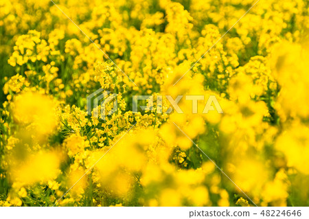 Rape blossoms · Spring image Rape blossoms · Spring image 48224646