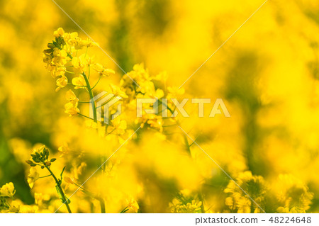 Rape blossoms · Spring image Rape blossoms · Spring image 48224648