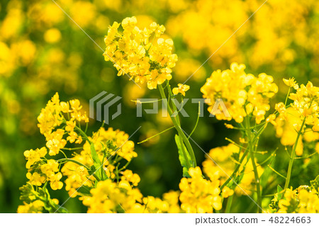 Rape blossoms · Spring image Rape blossoms · Spring image 48224663