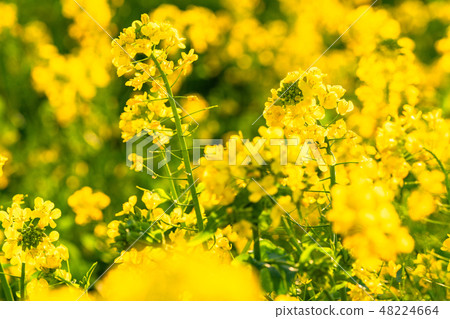 Rape blossoms · Spring image 48224664