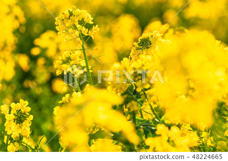 Rape blossoms · Spring image Rape blossoms · Spring image 48224665
