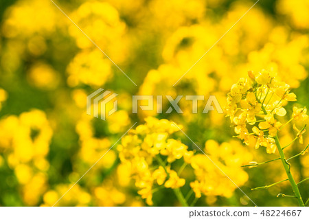 Rape blossoms · Spring image 48224667