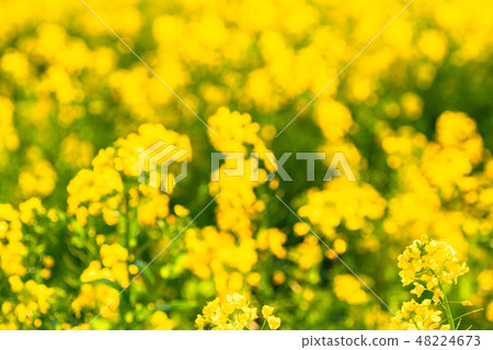 Rape blossoms · Spring image Rape blossoms · Spring image 48224673