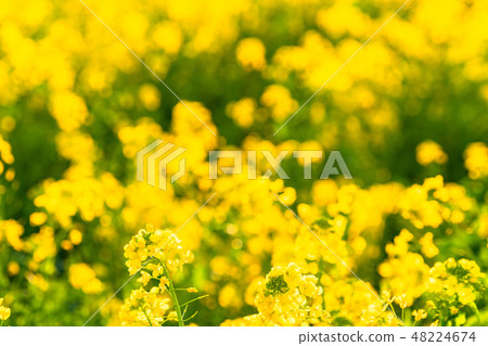 Rape blossoms · Spring image 48224674