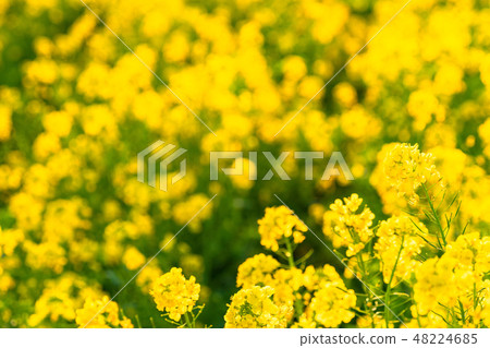 Rape blossoms · Spring image Rape blossoms · Spring image 48224685