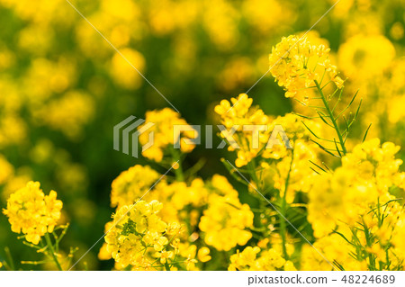 Rape blossoms · Spring image Rape blossoms · Spring image 48224689