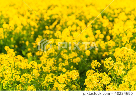 Rape blossoms · Spring image Rape blossoms · Spring image 48224690