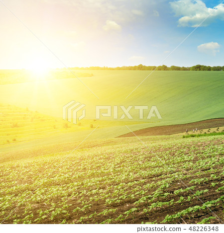 Green field and blue sky with light clouds. 48226348