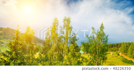 Slopes of the mountains, beautiful spruce Slopes of the mountains, beautiful spruce 48226350
