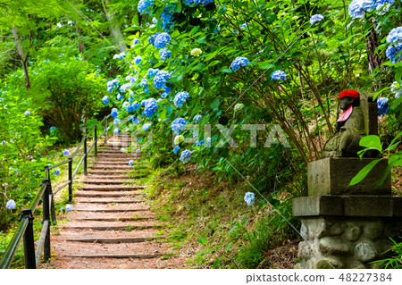 在東京Takahata Fudosunin的繡球花 48227384