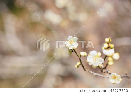 White flower flowers 48227730