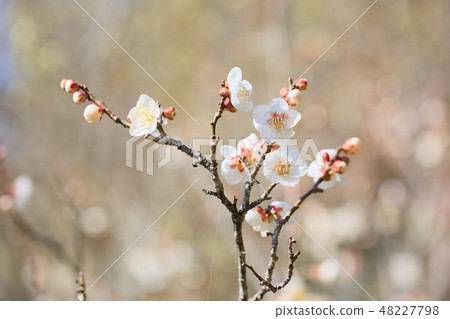 白花花 48227798