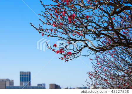 Kosuge Nishi-koen的Umebayashi紅色李子都市風景 Kosuge Nishi-koen的Umebayashi紅色李子都市風景 48227868