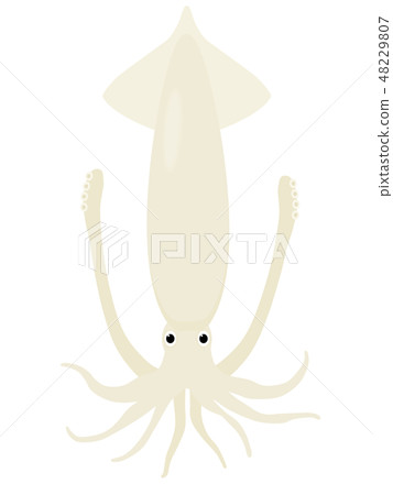 魷魚 48229807