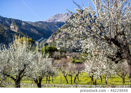 Almond blossom in Caimari, Mallorca Almond blossom in Caimari, Mallorca 48229848