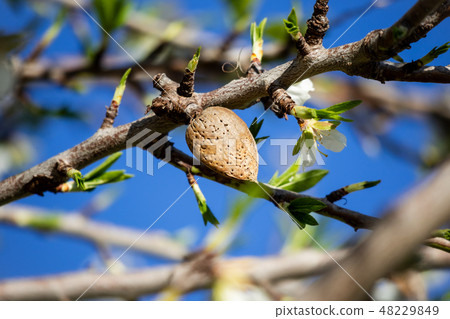 Almond blossom and drupe Almond blossom and drupe 48229849