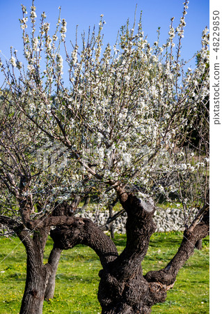 Almond blossom in Mallorca 48229850