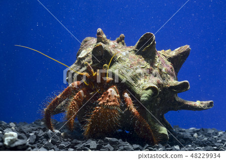 Hermit crab (Ishidamisami Hermit Crab) 48229934