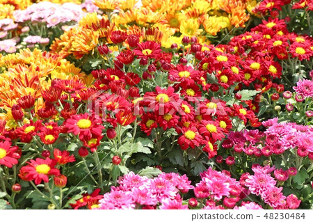 Chrysanthemum flower for sell 48230484