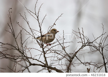 Stop in branches 48231018