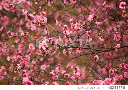 Red plums near full bloom (2) 48231556