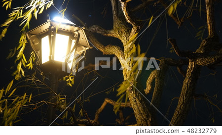 Trees and street lamps 48232779