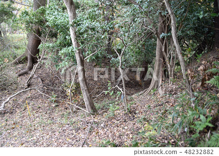 Akutagayama Castle Ruins Hori cut behind Honmaru Akutagayama Castle Ruins Hori cut behind Honmaru 48232882
