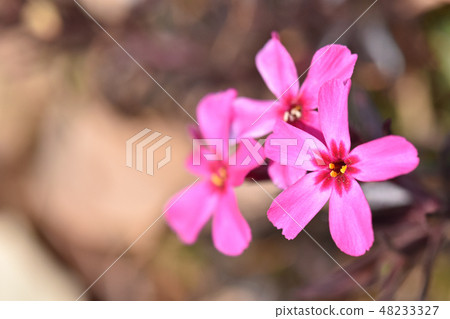Moss phlox  48233327