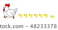 Chicken illustrations 48233378