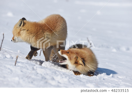 可以在雪上製作的兩個Kitakitets(北海道) 可以在雪上製作的兩個Kitakitets(北海道) 48233515
