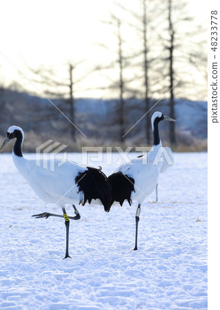 Hokkaido Kushiro Red-Crowned Crane Tsurui Village Tsuru Hokkaido Kushiro Red-Crowned Crane Tsurui Village Tsuru 48233778