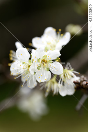Flower of plum (Rosaceae) 48233869