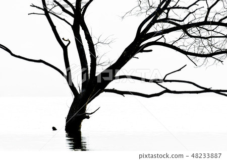 Tree, Daecheong-ho, Dong-gu, Daejeon Tree, Daecheong-ho, Dong-gu, Daejeon 48233887