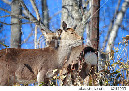 北海道釧路蝦夷鹿 48234065