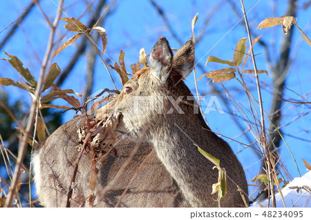 Hokkaido Kushiro Yezo deer 48234095