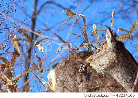 Hokkaido Kushiro Yezo deer Hokkaido Kushiro Yezo deer 48234100