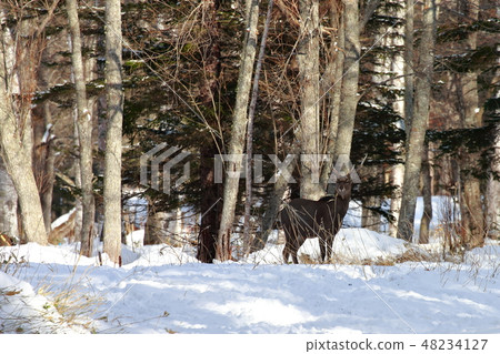 Hokkaido Kushiro Yezo deer Hokkaido Kushiro Yezo deer 48234127