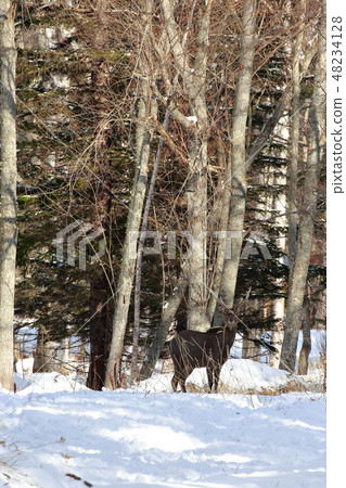 Hokkaido Kushiro Yezo deer Hokkaido Kushiro Yezo deer 48234128
