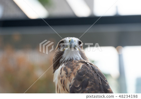 The hawk straight face expression of eye The hawk straight face expression of eye 48234198