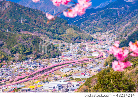 (靜岡縣)河津櫻花節河津櫻花 (靜岡縣)河津櫻花節河津櫻花 48234214