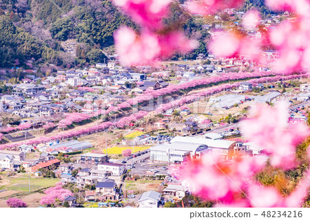 (Shizuoka Prefecture) Kawazu Sakura Festival Kawazu Cherry Blossoms (Shizuoka Prefecture) Kawazu Sakura Festival Kawazu Cherry Blossoms 48234216
