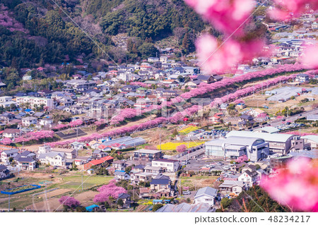 (Shizuoka Prefecture) Kawazu Sakura Festival Kawazu Cherry Blossoms 48234217