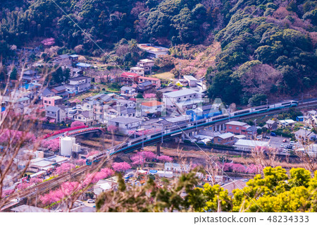 (靜岡縣)河津櫻花和伊豆急Superview Odoriko火車 (靜岡縣)河津櫻花和伊豆急Superview Odoriko火車 48234333