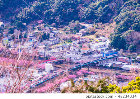 (靜岡縣)河津櫻花和伊豆急Superview Odoriko火車 (靜岡縣)河津櫻花和伊豆急Superview Odoriko火車 48234334