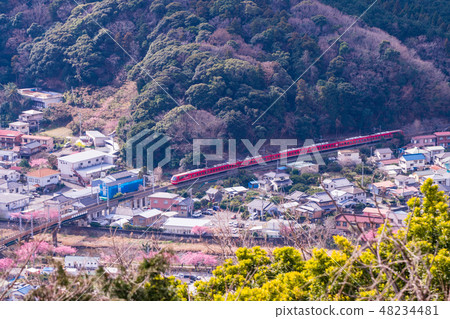 (Shizuoka) Kawazu cherry blossoms and Izukyu Resort 21 Kinme Train 48234481