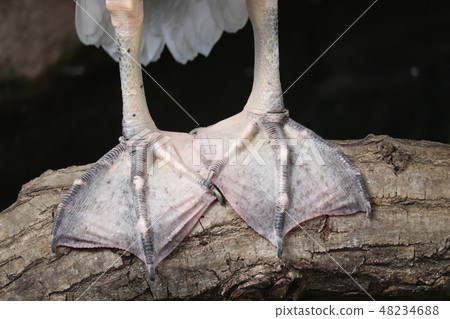 Momoiro鵜鶘 48234688